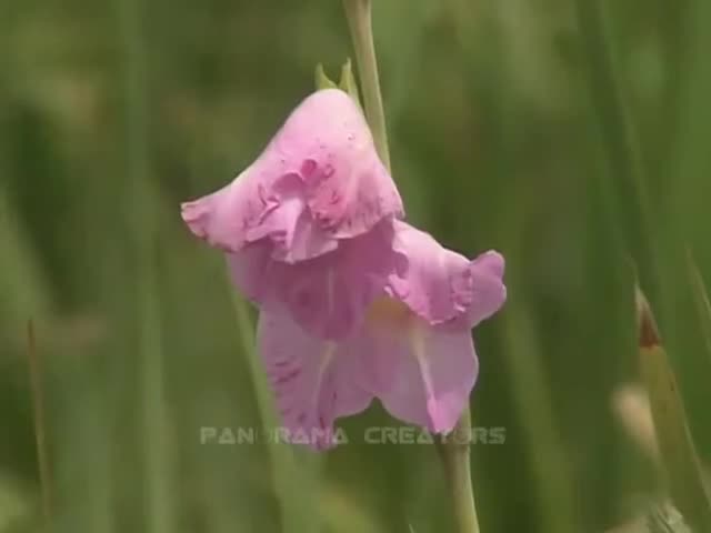 ⁣GLADIOLUS FLOWER Gladiolus Flowers in Bangladesh 9 