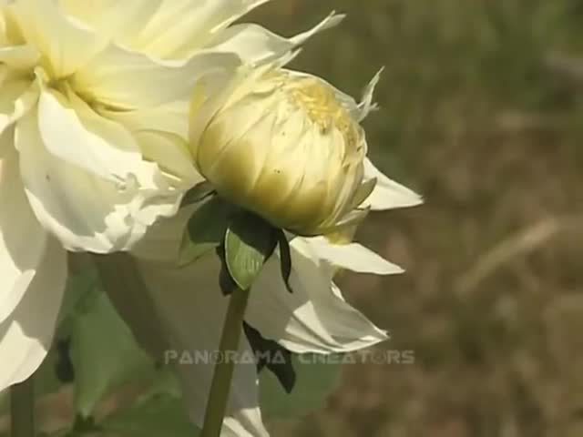 ⁣DAHLIA FLOWER Dalia Flowers in Bangladesh 7