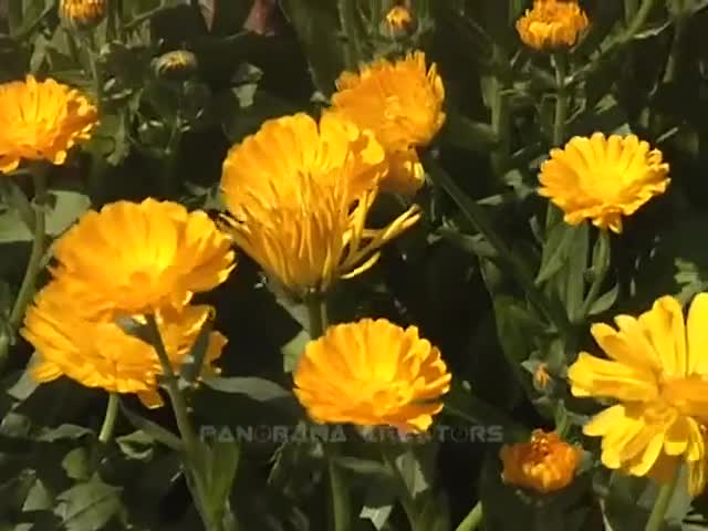 ⁣COSMOS FLOWER Cosmos Flowers in Bangladesh 8