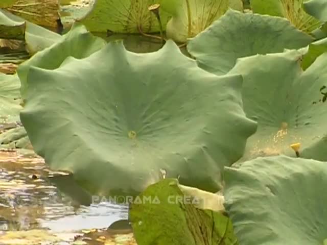 AQUATIC FLOWERS OF BANGLADESH │ বাংলাদেশের জলজ ফুল