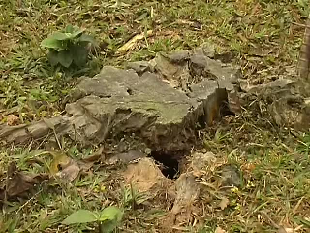 সাপ ধরা ও সাপের বাজার HOW TO CATCH COBRA SNAKE CATCHING & SNAKE MARKET IN BANGLADESH