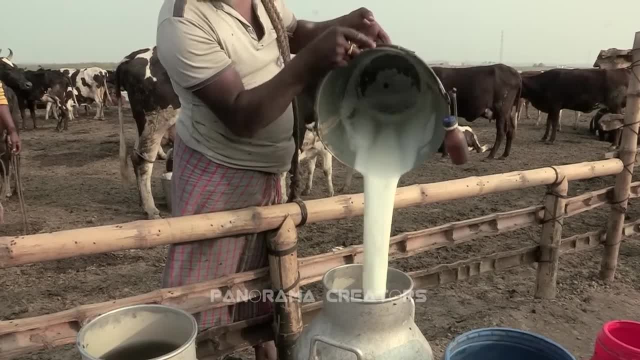 শাহজাদপুরে বাংলাদেশের সবচেয়ে বড় গরুর বাথান Panorama Documentary