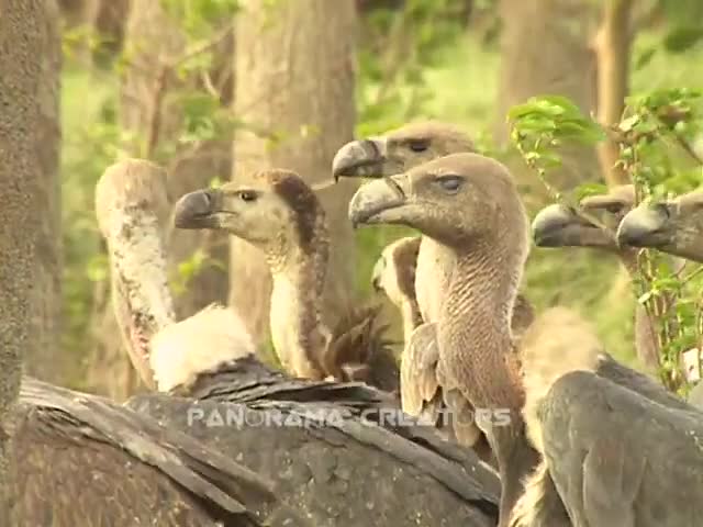 শকুন VULTURES OF BANGLADESH