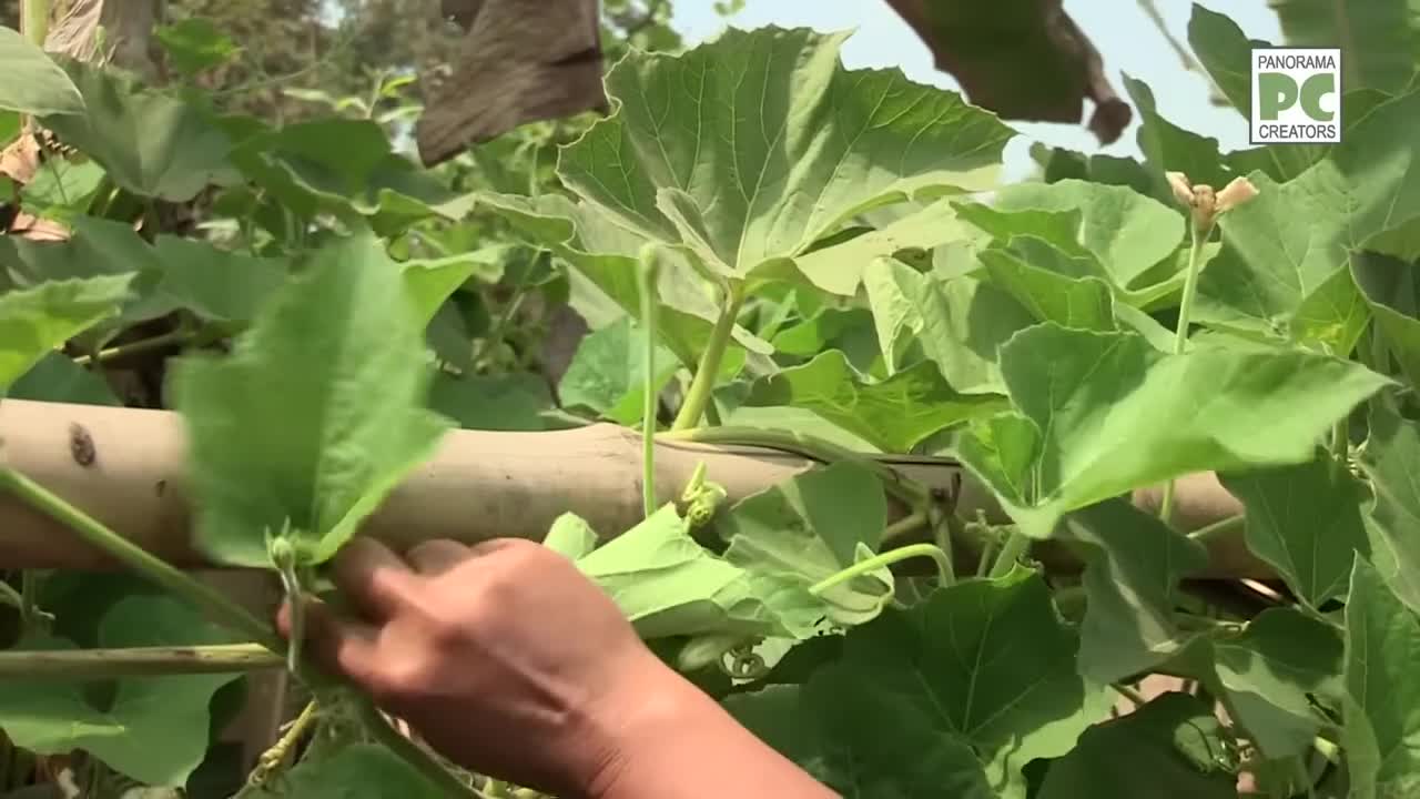 ⁣লাউশাক নারিকেল ও সরিষায় গ্রামীন রান্না VILLAGE COOKING WITH COCONUT AND MUSTARD