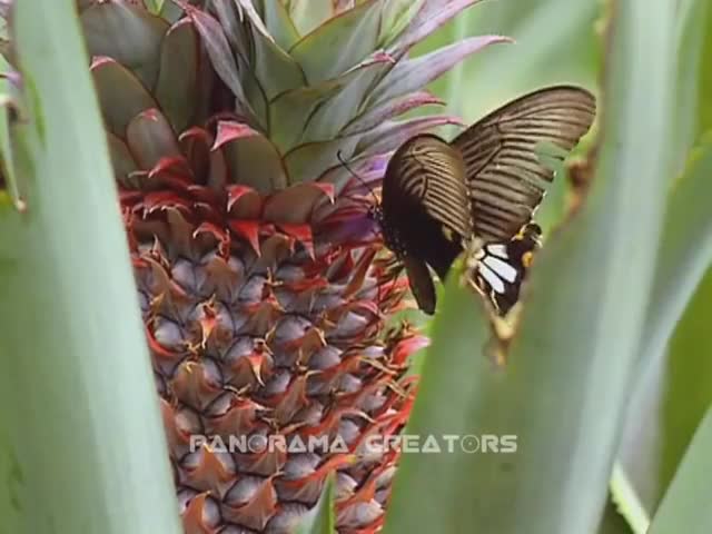 রসে স্বাদে মধুপুরের আনারস