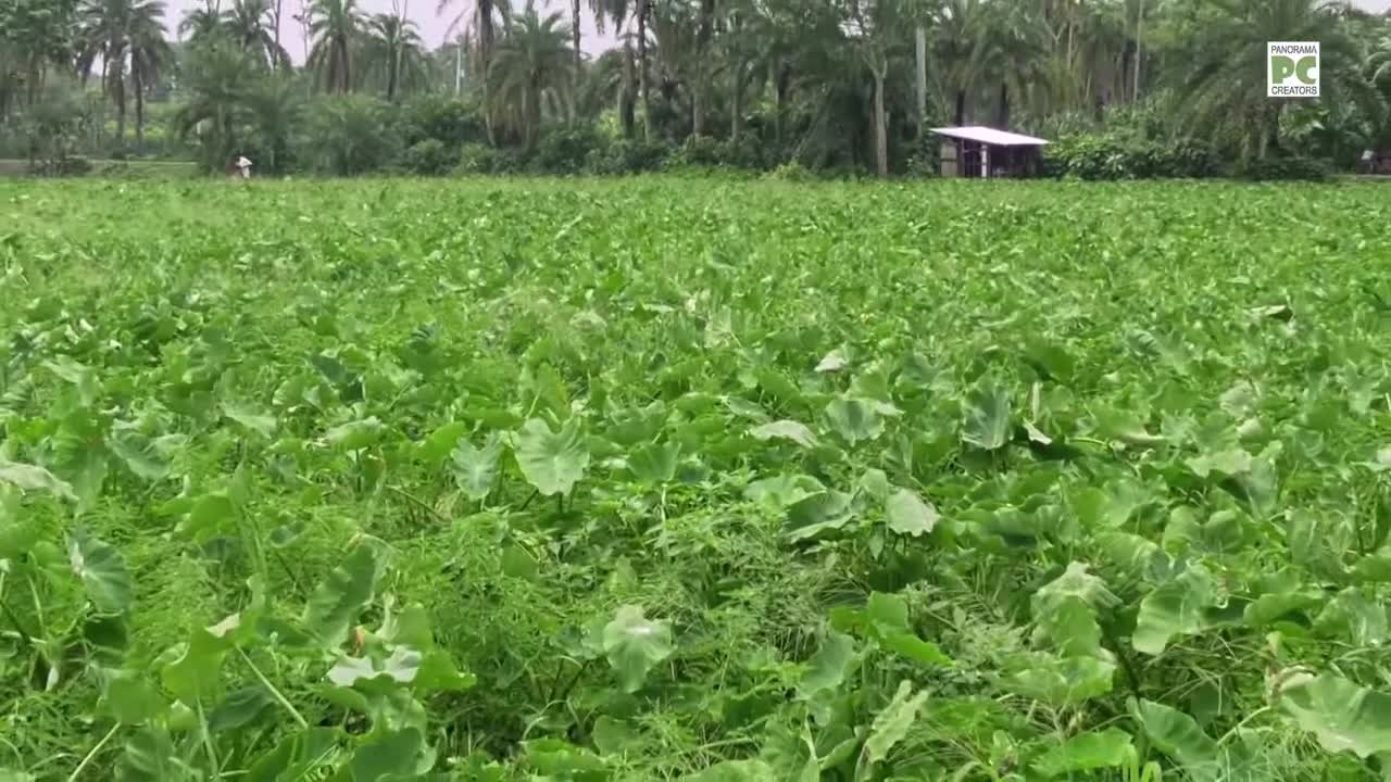 যশোরের মুখি কচু Panorama Documentary