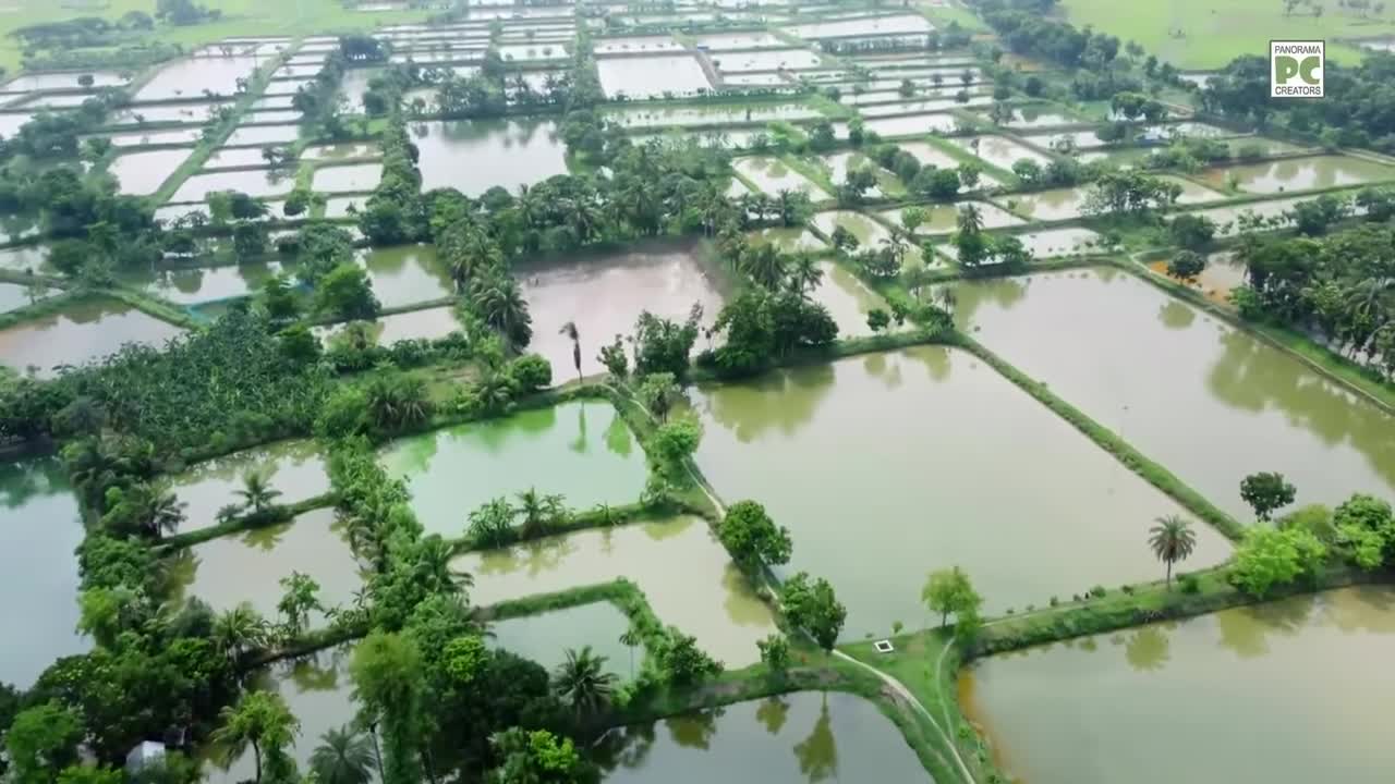 ⁣যশোরের বিখ্যাত চাঁচড়া হ্যাচারী পল্লীর পোনা মাছ Panorama Documentary