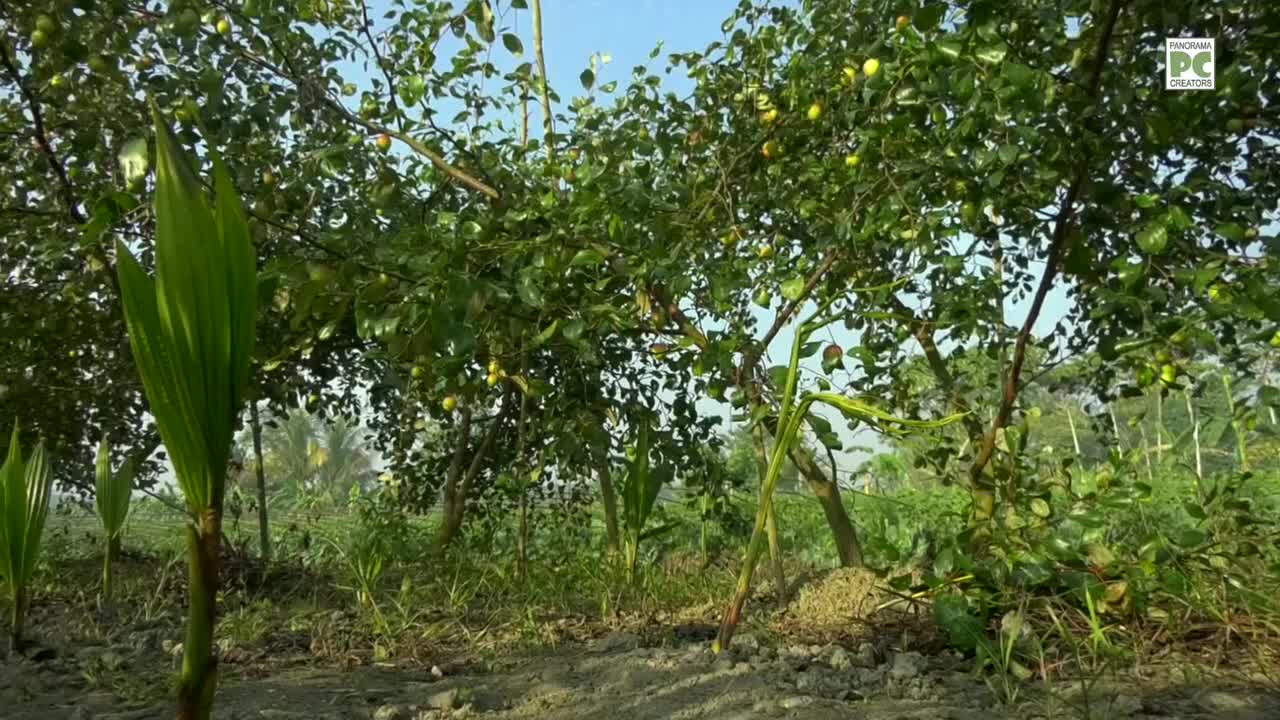 মাঠের কুল হাটের কুল Panorama Documentary