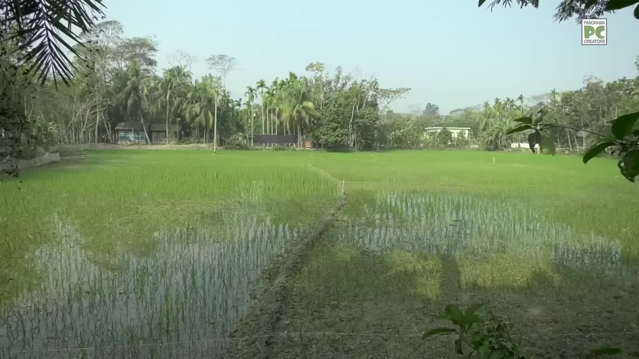 বানারীপাড়ার কুটিয়ালদের গ্রাম নলশ্রী Panorama Documentary