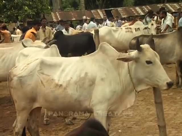 ⁣বাগআঁচড়া গরুর হাট (২০০৭) CATTLE MARKET AT JESSORE IN BANGLADESH -2007