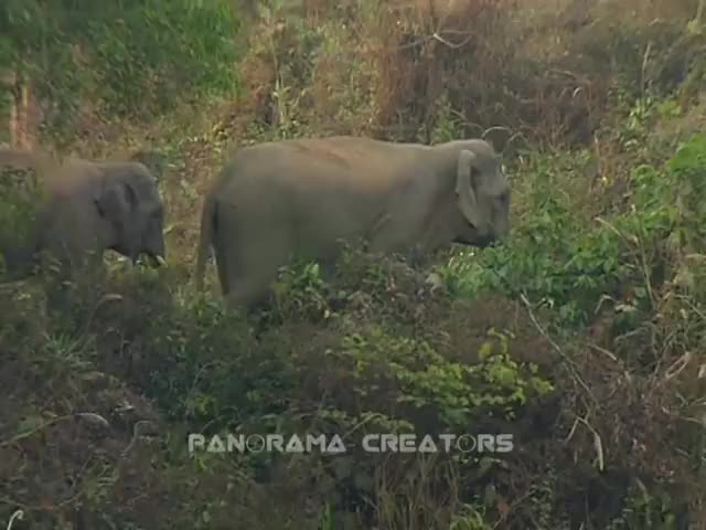 বাংলাদেশের হাতি