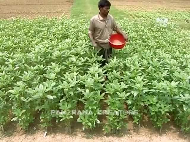 ⁣বাংলাদেশের সোনালী আঁশ পাট Jute - The Golden Fibre of Bangladesh