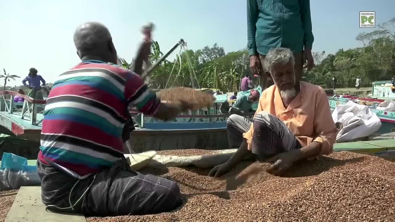 ⁣বাংলাদেশের ধান Panorama Documentary