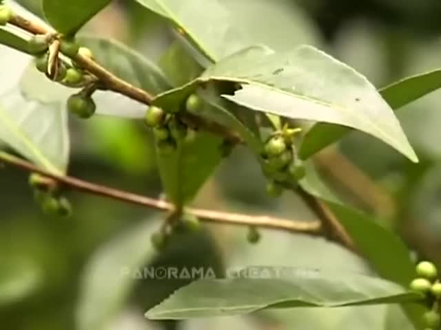 ⁣বাংলাদেশের চা বাগান ও চা শ্রমিকদের জীবন