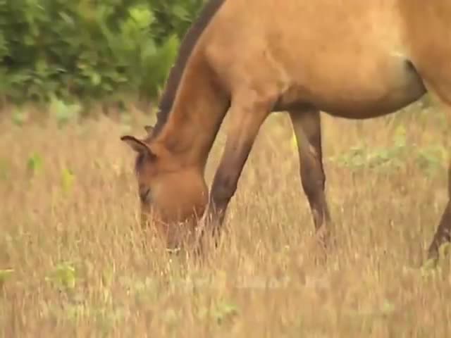 ⁣বাংলাদেশের ‘ঘোড়া’ HORSES OF BANGLADESH