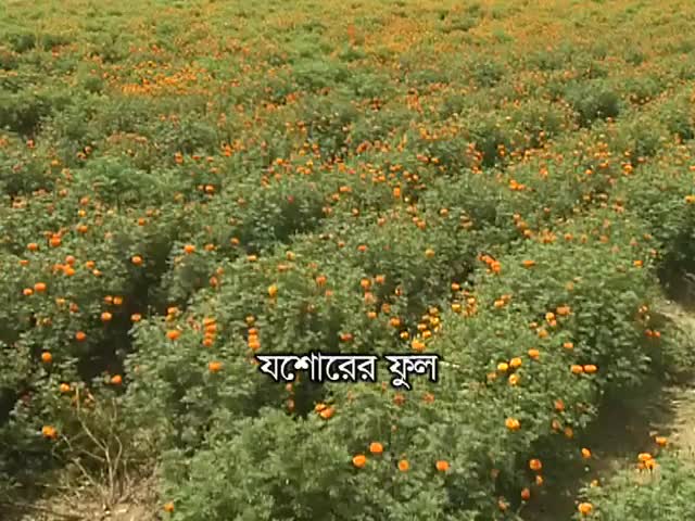 ⁣ফুলের রাজ্য যশোরের ঝিকরগাছা Amazing Flowers' Cultivation in Bangladesh