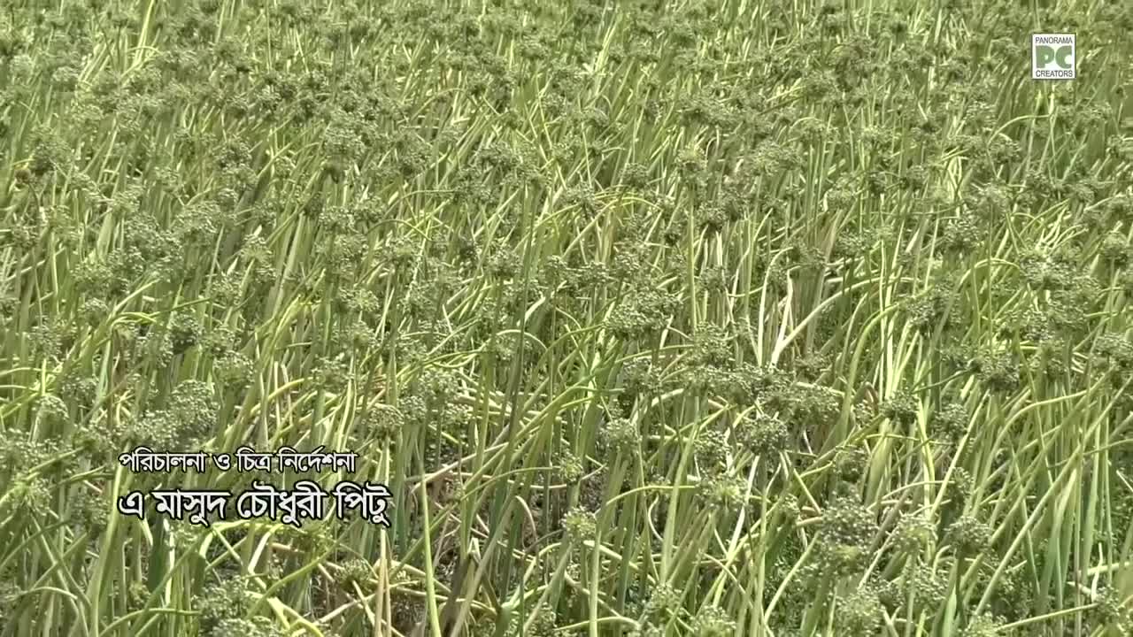 ⁣দেশ সেরা রাজবাড়ীর পেঁয়াজ Panorama Documentary