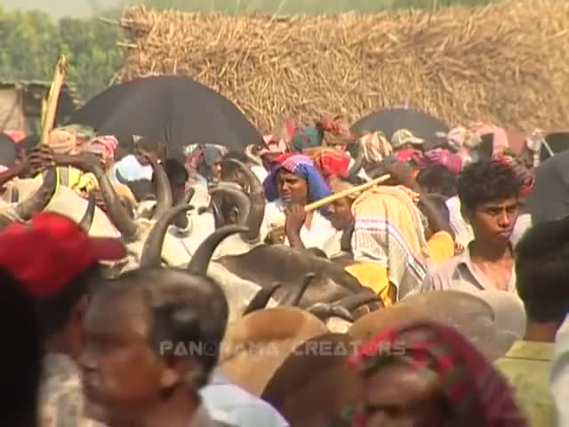 ⁣দামকুড়ার গরু-মহিষের হাট, রাজশাহী DAMKURA CATTLE MARKET AT RAJSHAHI IN BANGLADESH