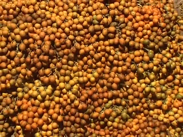 ⁣টেকনাফের বিখ্যাত সুপারি বাজার BETEL NUT MARKET AT TEKNAF ARECA NUT MARKET IN BANGLADESH