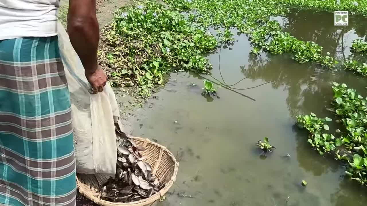 ⁣ঝিনুক থেকে পান খাওয়ার চুন বানিয়ে জীবন চলে যাদের Panorama Documentary