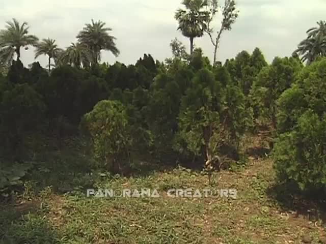 ঝাউ গাছ JHAU (TAMARISK) TREES IN BANGLADESH