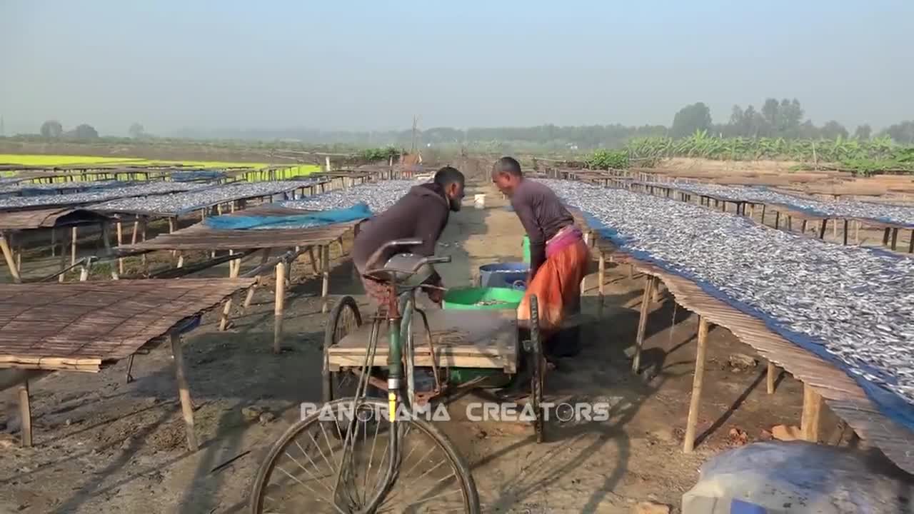 ⁣চলনবিলের শুঁটকি How to Make Dry Fish at Chalanbil