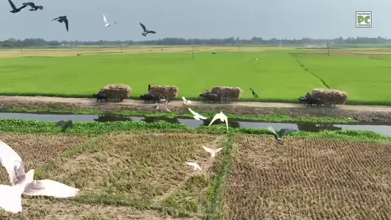 ⁣চলনবিলে ধান কাটার উৎসব Harvest Festival in Chalan Beel Panorama Documentary