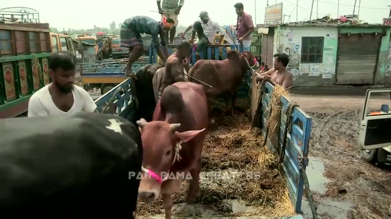 ⁣গাবতলী কোরবানির গরুর হাট (২০১৯) The Largest Cattle Market In Dhaka (2019)