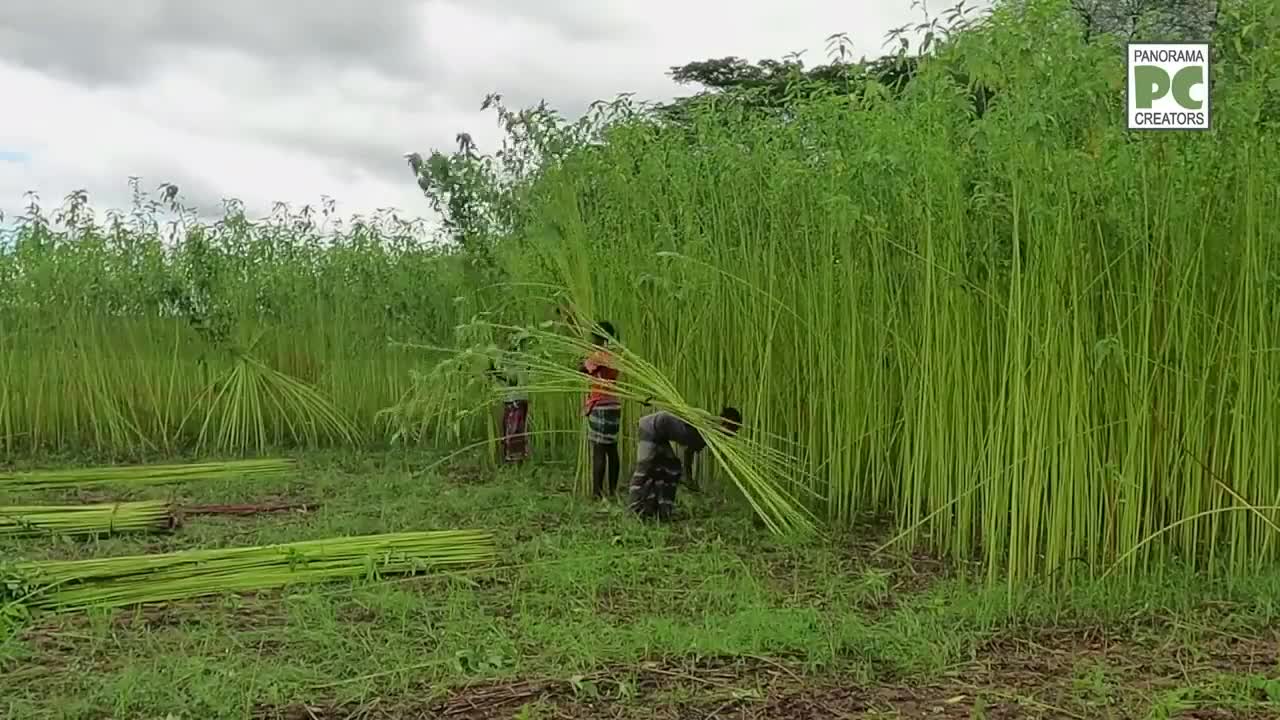 ⁣কোটি কোটি টাকার পাট বেচাকেনা হয় ঘিওর হাটে (মানিকগঞ্জ) Jute Market in Bangladesh