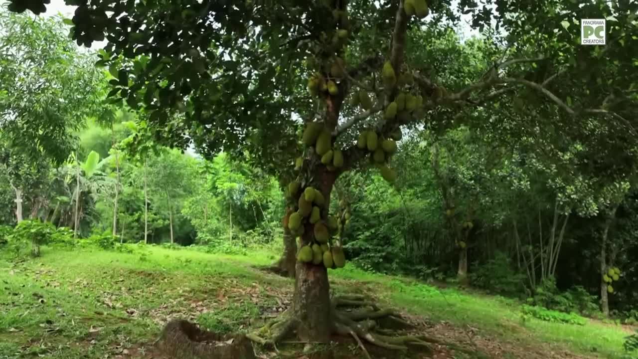 ⁣কাঁঠালের রাজ্য গাজীপুরের শ্রীপুরে Panorama Documentary