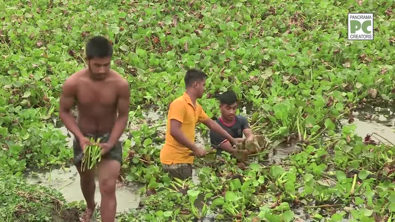 ⁣কচুরিপানা থেকে পণ্য তৈরি করে রপ্তানি করে কুলিয়ারচরের গ্রামের মানুষেরা Panorama Documentary