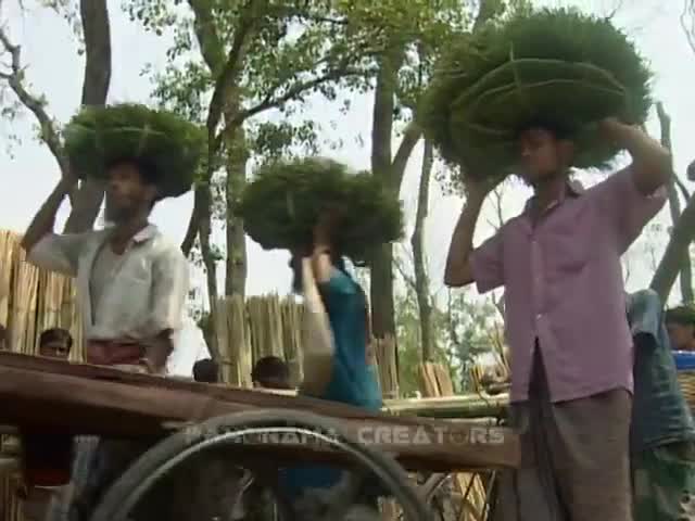 ⁣একদিলতলা পানের হাট, রাজশাহী THE BIGGEST BETEL LEAF MARKET AT RAJSHAHI