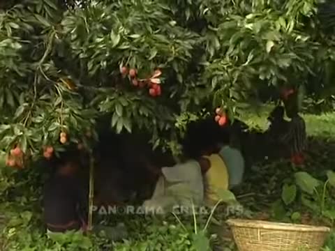 ঈশ্বরদীর নামকরা লিচু │ MOUTH WATERING LITCHIS OF ISHWARDI IN BANGLADESH