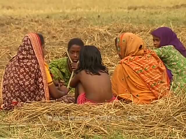 ⁣অঘ্রানী ধানের ‘নাড়া’ সংগ্রহ PADDY STRAW COLLECTION AT NUNERTEK CHAR IN SONARGAON