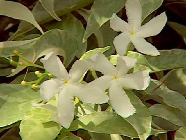 WHITE FLOWERS Beli, Chandramollika, Togor, Chanpa, Maloti Flowers in Bangladesh 13