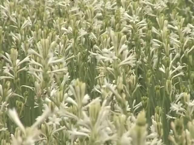 TUBEROSE FLOWERS OF BANGLADESH রজনীগন্ধা ফুল