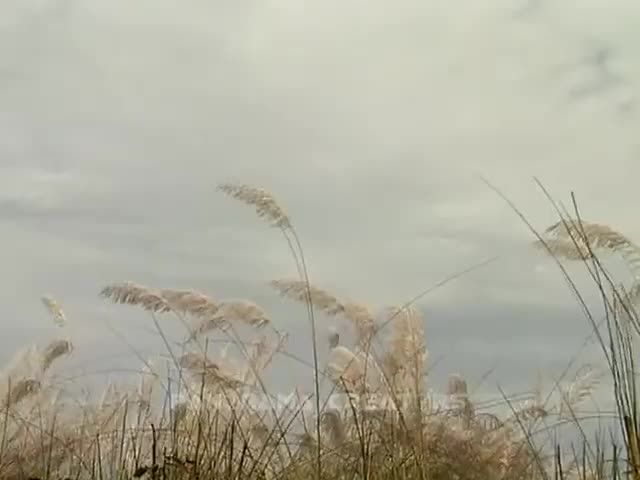 THE FLOWER OF WHITE BEAUTY KAASH │ শুভ্রতার সৌন্দর্যে ভরা কাশফুল