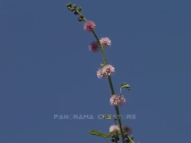 SILK TREE FLOWER Lojjaboti Flowers in Bangladesh 11