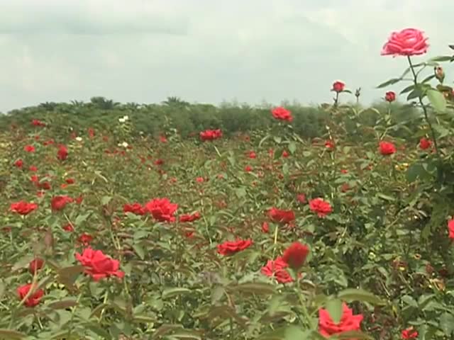 ⁣ROSE Golap Flowers in Bangladesh 2