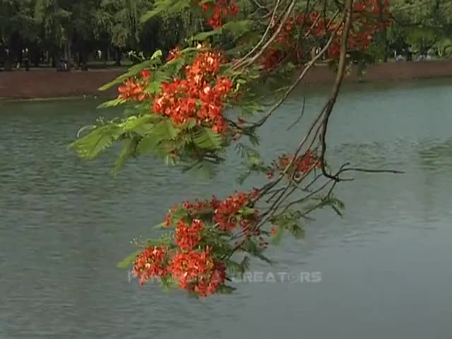 PEACOCK FLOWER Krishnochura Flowers in Bangladesh 4