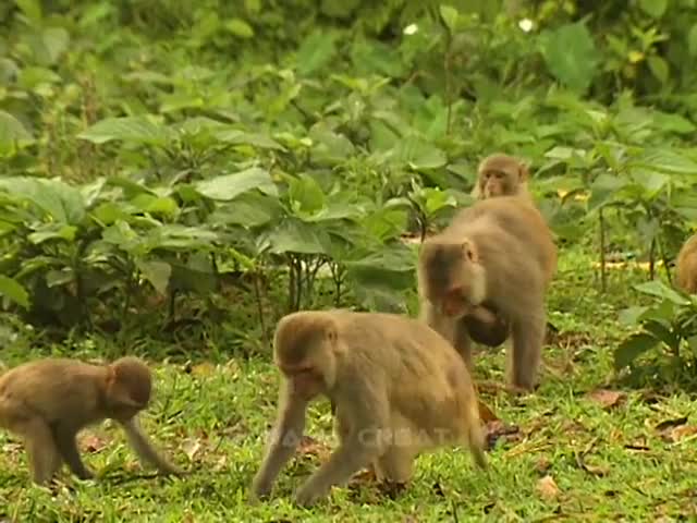 NAUGHTY MONKEY RHESUS MACAQUES OF BANGLADESH বানরের বাঁদরামি