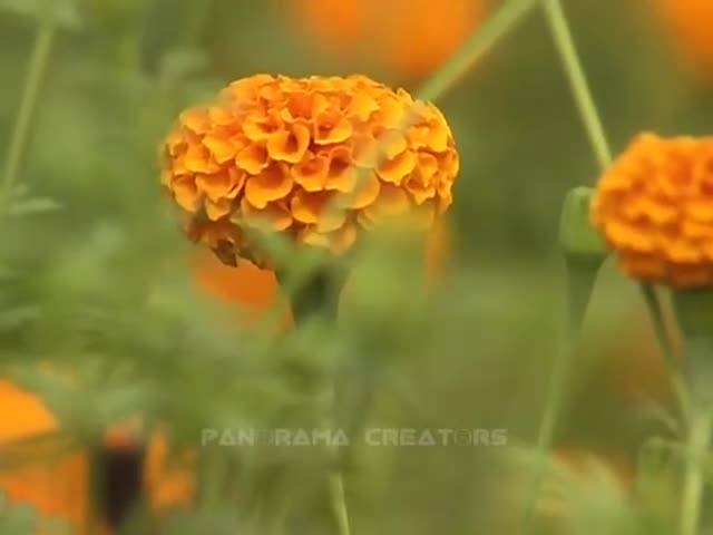 MARIGOLD FLOWER Ganda Flowers in Bangladesh 6