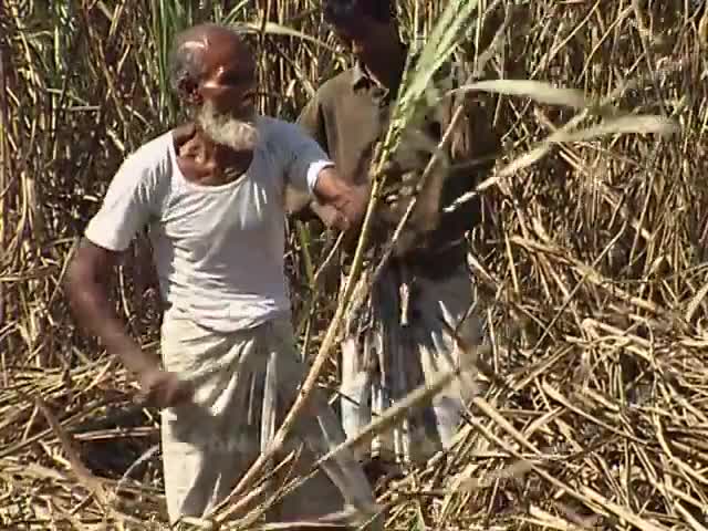 HOW TO MAKE SUGARCANE MOLASSES BANGLADESH বাংলার আখের গুড়